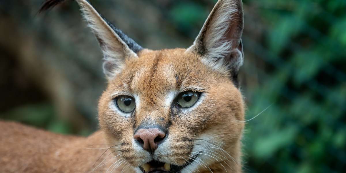 Gato Caracal preço portugual Uma exploração sobre o preço e a posse em